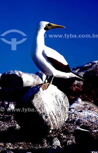  (Sula dactylatra) Masked booby (also known as masked boobie) - Abrolhos Bank* - 