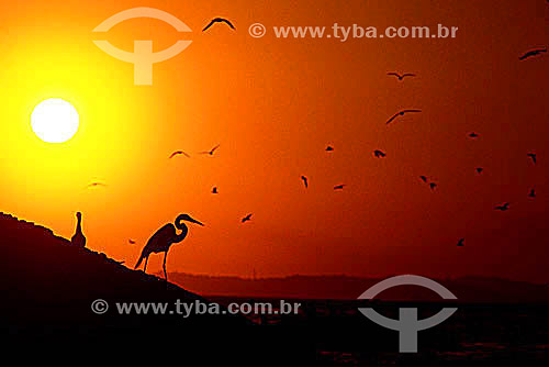  Silhouette of bird - Heron - Rio de Janeiro state - Brazil 