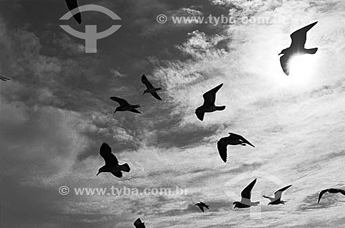  Silhouette of sea gulls flying - Brazil 