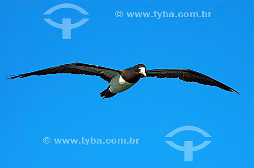  Atoba flying - bird - Cabo Frio city - Rio de Janeiro State - Brazil 