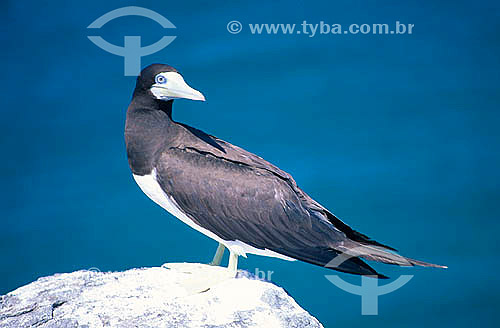  Brown Booby (Sula leocogaster) - Abrolhos Marine National Park - Bahia state - Brazil 