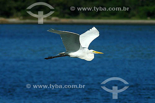  Heron flying - Cabo Frio city - Rio de Janeiro state - Brazil 