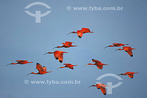  Scarlet ibis flying (Eudocimus ruber) - Para state - Brazil 
