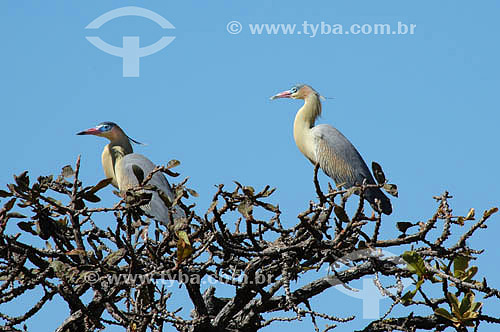  (Syrigma sibilatrix) Whistling Heron - Emas National Park* - Goias state - Brazil * The park is a UNESCO World Heritage Site since 12-16-2001. 