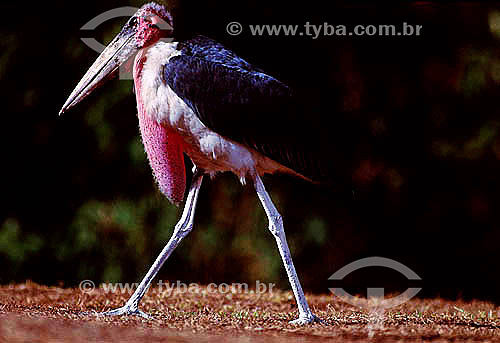  Marabu Stork (Leptoptilos crumeniferus) - Africa 