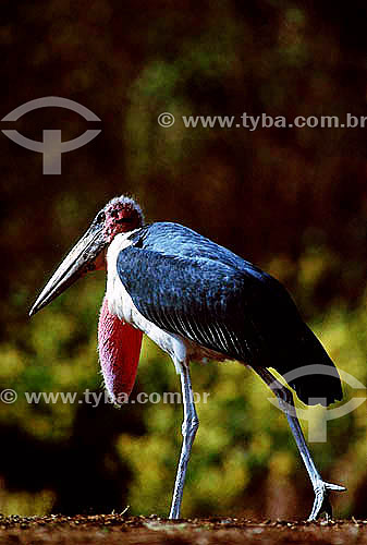  Marabu Stork (Leptoptilos crumeniferus) - Africa 