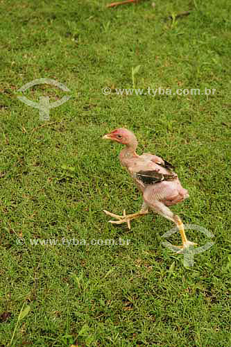  Chicken 