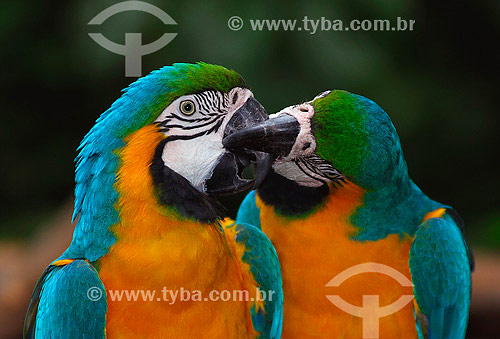  The Blue-and-yellow Macaw (Ara ararauna) 