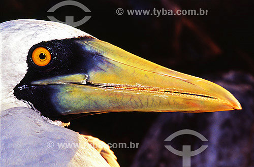  Masked Booby (Sula dactylatra) 