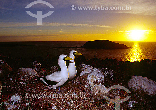  Masked Boobys (Sula dactylatra) in Abrolhos - Bahia state - Brazil 