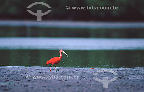  (Eudocimus ruber) Scarlet Ibis - Brazil 