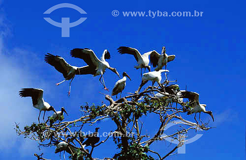  (Mycteria americana) American Wood-Stork - Marajo Island - Para state - Brazil 