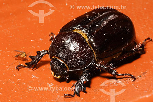  Beetle 