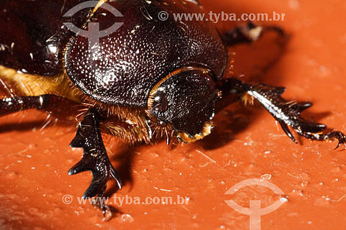  Beetle 