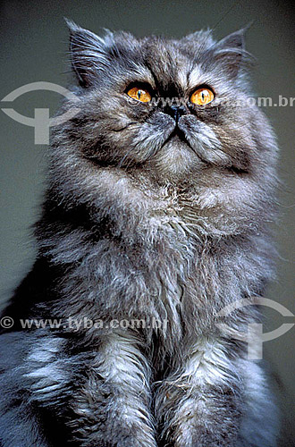  Persian cat 