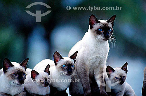  Siameses cats 