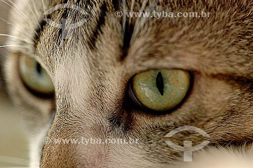  Cat - eyes detail 