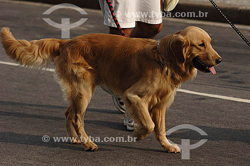  Dog at Ipanema Beach - Rio de Janeiro city - Rio de Janeiro state - November 2006 
