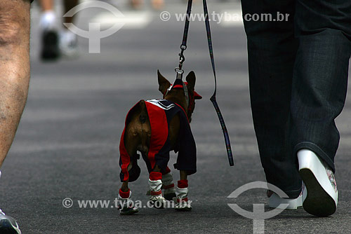  Dog  - Brazil
