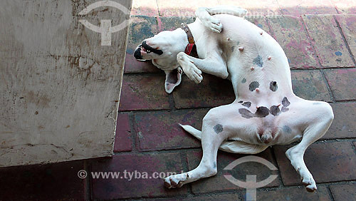  Bitch - Olinda city - Pernambuco state - Brasil - 09/2007 