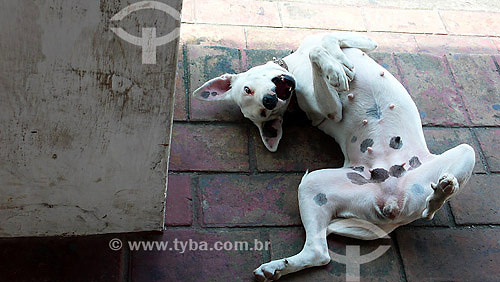  Bitch - Olinda city - Pernambuco state - Brasil - 09/2007 