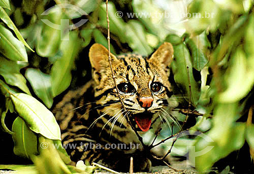  (Leopardus tigrinus) or (Leopardus wiedii) Margay Cat 