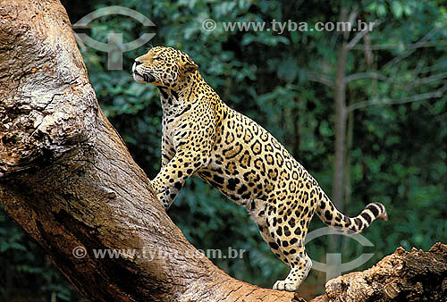  Jaguar (Panthera onca)  - Para state (PA) - Brazil
