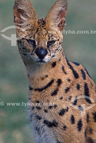  Serval (Leptailurus serval) - Africa 