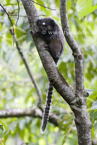  (Callithrix penicillata) Black Tufted-ear Marmoset at 