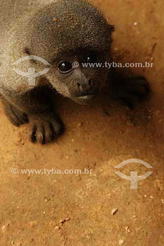  Young monkey 