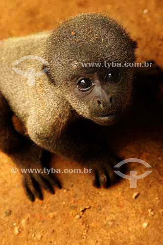  Young monkey 