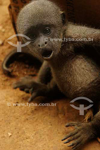  Young monkey 