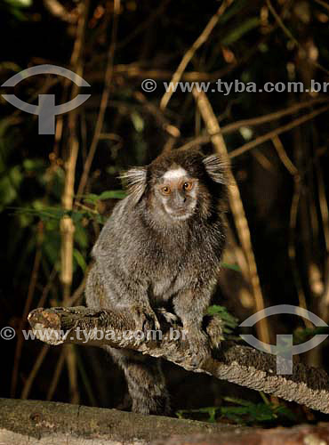  Black Tufted-ear Marmoset (Callithrix penicillata) 