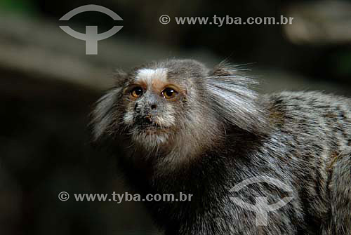  Black Tufted-ear Marmoset (Callithrix penicillata) 