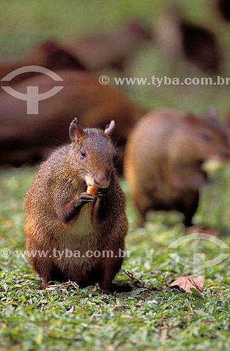  Subject: Cotias eating inside the Campo de Santana (Dosyprocto ozaroe) / Place: Rio de Janeiro city - Rio de Janeiro state (RJ) - Brazil / Date: 2001 