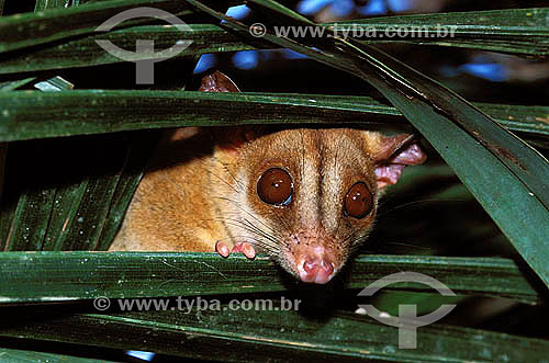  Bare-tailled Woolly Opossum (Caluromys philander), Amazon Rainforest - Para State - Brazil 
