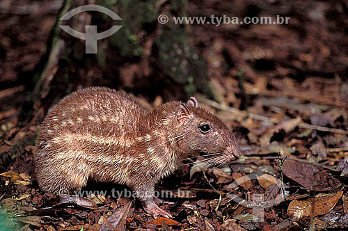 Paca (Agouti paca), Amazon Rainforest - Para State - Brazil 