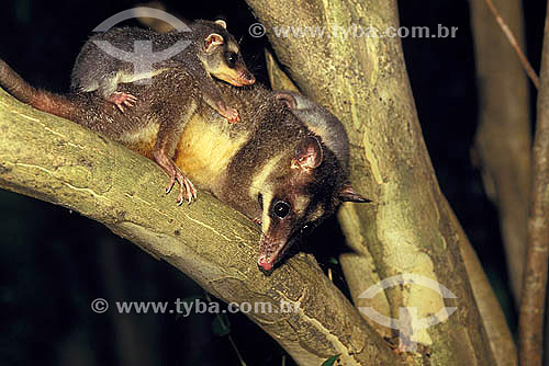  Opossum with cub - Atlantic Rain forest - Brazil 
