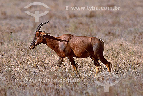  Topi (Damaliscus korrigum) - Africa 