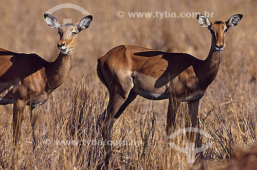  Impala (Aepyceros melampus) - Africa 