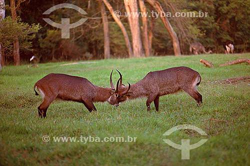  Defassa Waterbuck (Kobus defassa) - Africa 