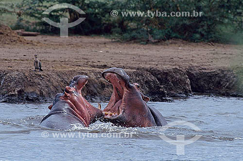  Hippopotamus (Hippopotamus amphibius) - Africa 