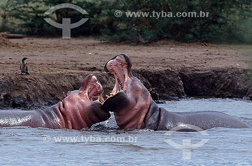  Hippopotamus (Hippopotamus amphibius) - Africa 