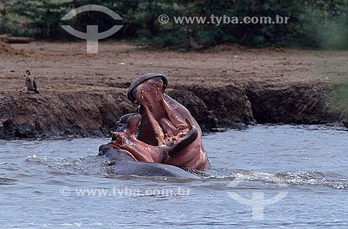  Hippopotamus (Hippopotamus amphibius) - Africa 