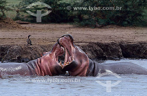  Hippopotamus (Hippopotamus amphibius) - Africa 