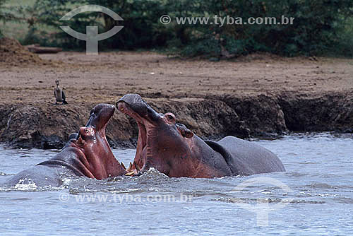  Hippopotamus (Hippopotamus amphibius) - Africa 