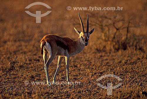  Thomson`s Gazelle (Gazella thomsonii) - Africa 