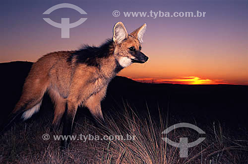  (Chrysocyon brachyurus) Maned Wolf - Serra da Canastra National Park - South of Minas Gerais - Brazil 