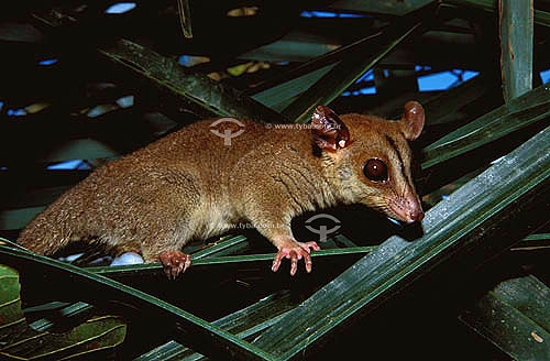  (Caluromys philander) Bare-tailed Wooly Opassum - Amazon Region - Para state - Brazil 