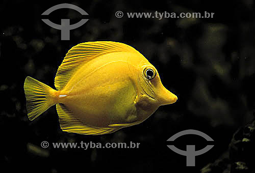  (Zebrasoma flavescens) Yellow-Tang - fish 